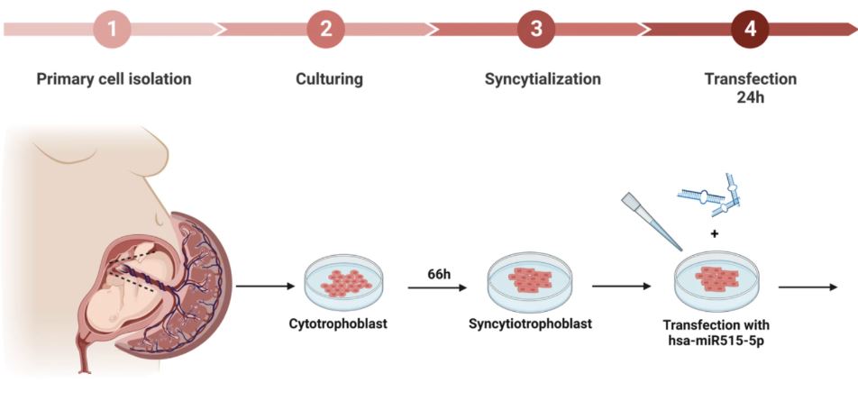 jayabalan2025extracellular.jpg